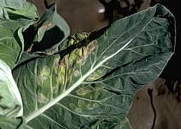 Ring spot symptoms on brussels sprouts