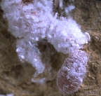 Pink hibiscus mealybug