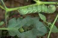 Hollow stem damage caused by rapid growth disorder.