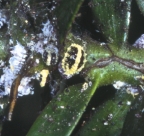 Golden mealybug, Nipaecoccus aurilanatus