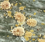 Coconut mealybug, Nipaecoccus nipae
