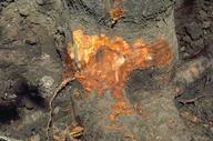 Reddish-brown streaks or zones can be seen on the inner bark of infected trees.