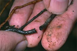 Roots killed by soggy soil.