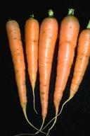 Harvested carrots.