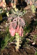 Purpling and reddening of older leaves and wilting are symptoms of Phytophthora.