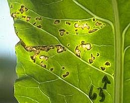 Bacterial leafspot on cabbage