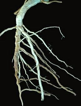 Rotting of melon root