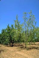 Foliage on trees with Phythophthora root rot will be sparse.