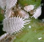 Obscure mealybug