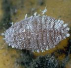 Citrus mealybug