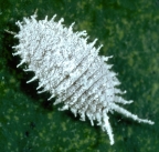 Comstock mealybug, Pseudococcus comstocki
