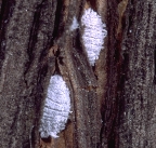 Vine mealybug, Planococcus ficus