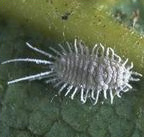 Longtailed mealybug