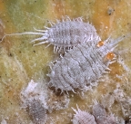 Grape mealybug, Pseudococcus maritimus