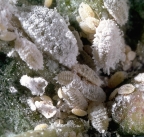 Solenopsis mealybug, Phenacoccus solenopsis