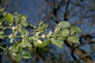 Foliage and berries of broadleaf mistletoe.
