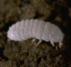 Ground mealybugs