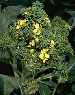 Flowering of broccoli stalks