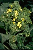 Broccoli ready for harvest.