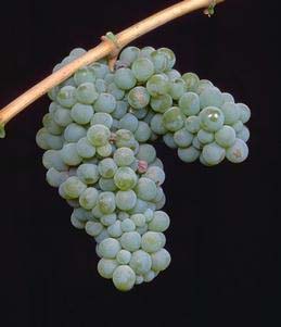Grape cluster