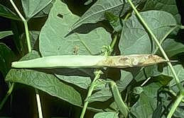 White mold on common bean pod
