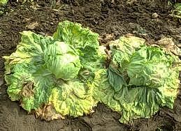 Wilting of outer leaves on lettuce