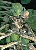 White mold on brussels sprouts