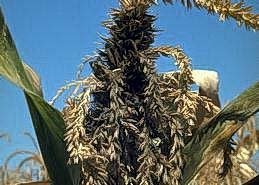 Abnormal leafy tassels of head smut