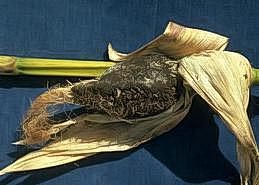 Galling on corn ears