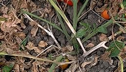 Bleached appearance of tomato stems