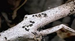 Black sclerotia on bleached stems