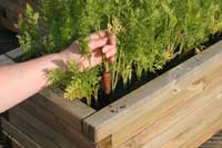 Harvesting carrots.