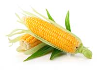 Ears of corn.