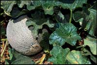 Cantaloupe ready for harvest.