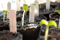 Cucumber sprouts.