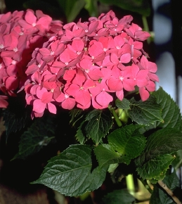 Leaves and blossoms