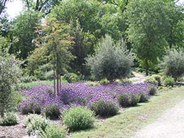 Low-water-use landscape.