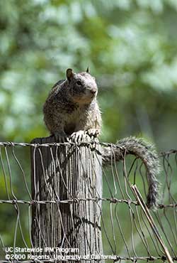 California ground squirrel California ground squirrel