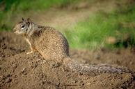 Una ardilla de tierra de California.