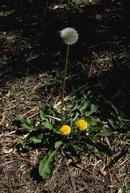 Dandelion