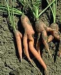 Rocky soil causes forked carrots