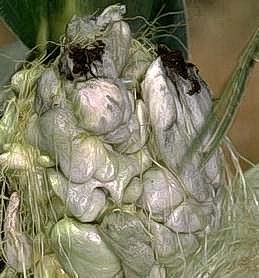 Common smut of corn