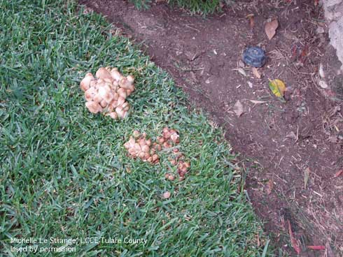 Mushrooms found in lawns often develop from buried scraps of construction lumber, dead tree roots, or other organic matter. Mushrooms found in lawns often develop from buried scraps of construction lumber, dead tree roots, or other organic matter.