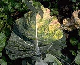 Verticillium wilt of brussels sprouts