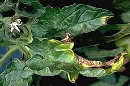 Tomato leaf affected by Verticillium