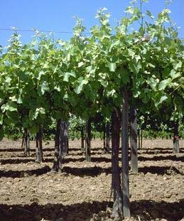 Plant in full sun to assure healthy vines
