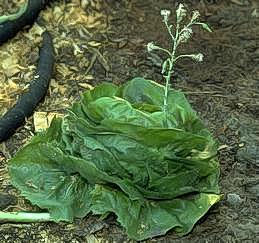 Bolting of broccoli