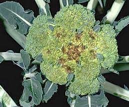 Browning of broccoli flower head
