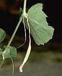 Heat damaged cucumber
