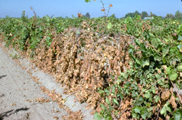 Vines struck by lightning.